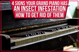 Read more about the article 4 Signs Your Grand Piano Has An Insect Infestation: How To Get Rid Of Them